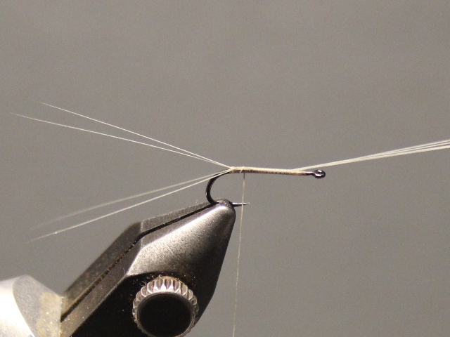 Medallion No Hackle