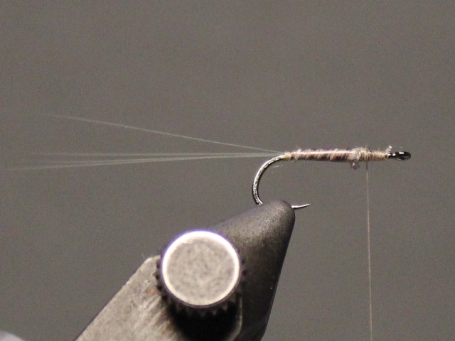 Medallion No Hackle