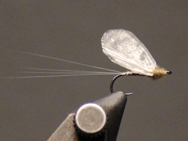Medallion No Hackle