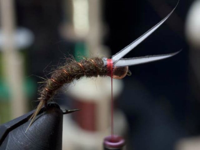 Prince Nymph