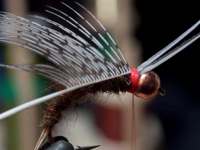 Prince Nymph