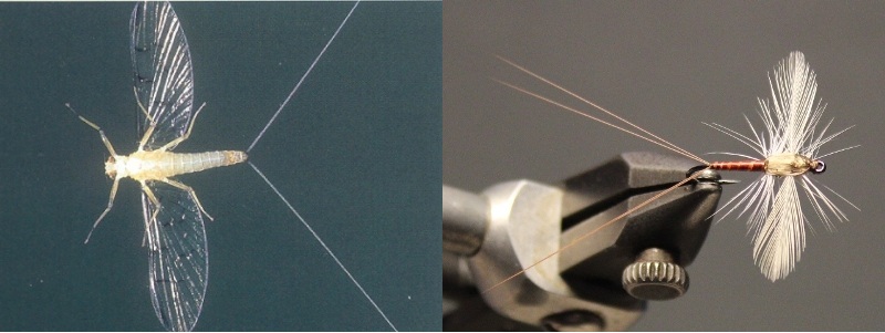 Soft Hackle Spinner