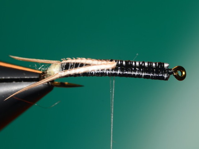 Stone Fly Nymph