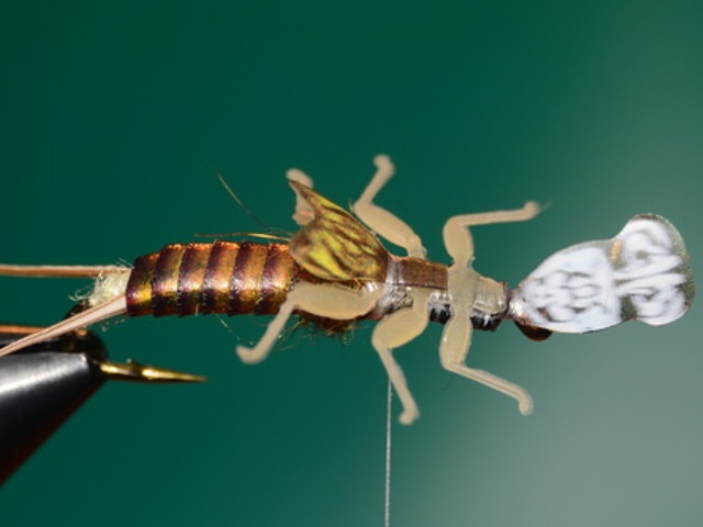 Stone Fly Nymph