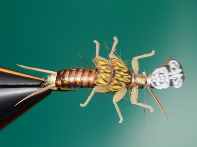 Stone Fly Nymph