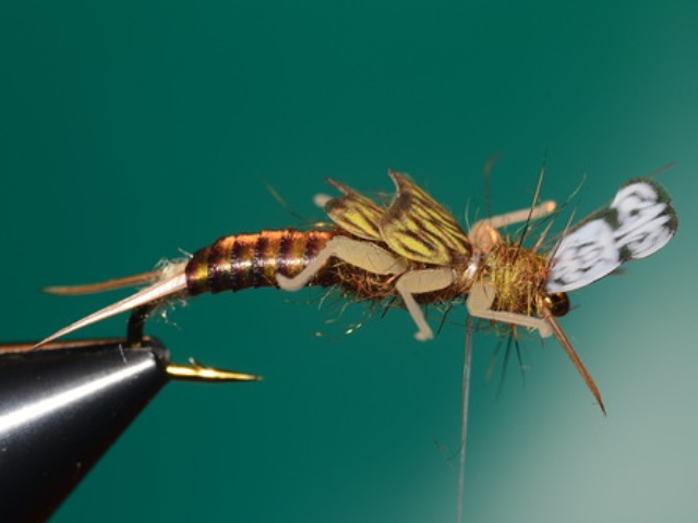 Stone Fly Nymph