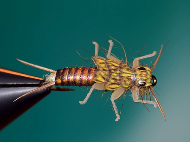 Stone Fly Nymph
