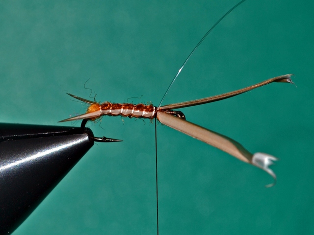 Stonefly