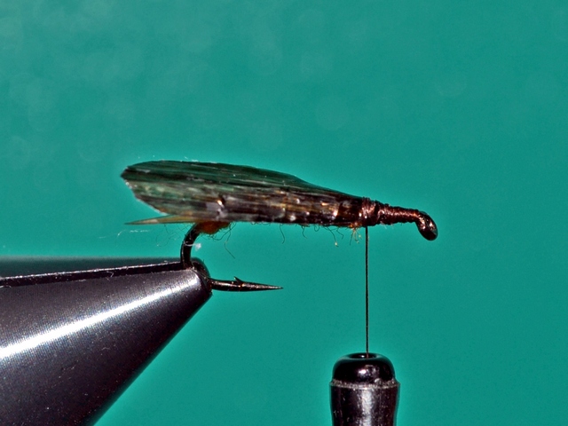 Stonefly