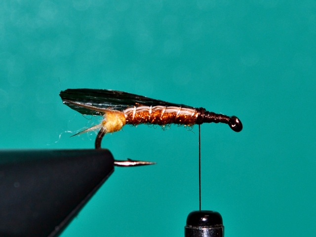 Stonefly