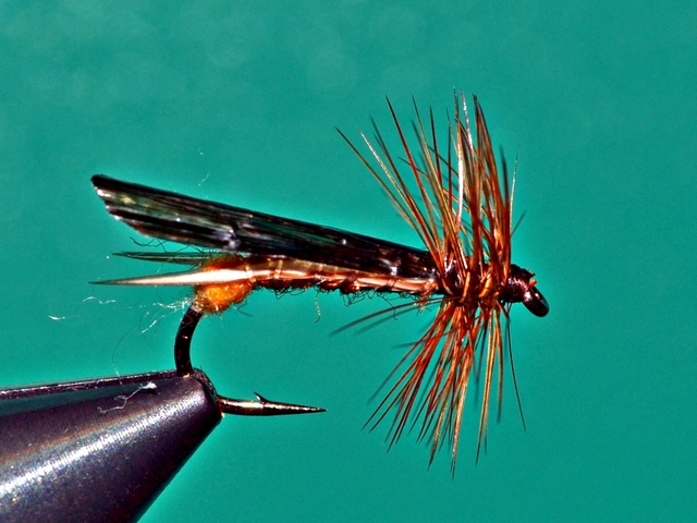 Stonefly