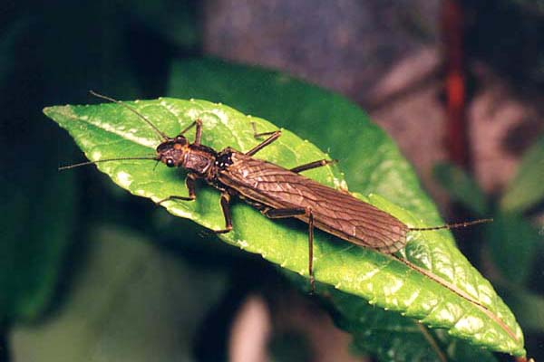 Stonefly