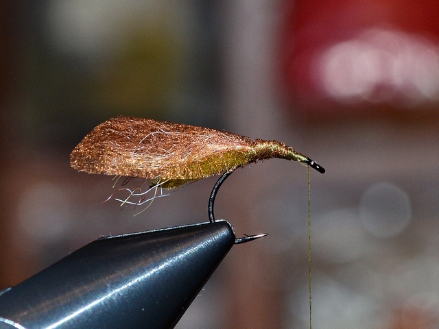 Thick Wing Caddis EB