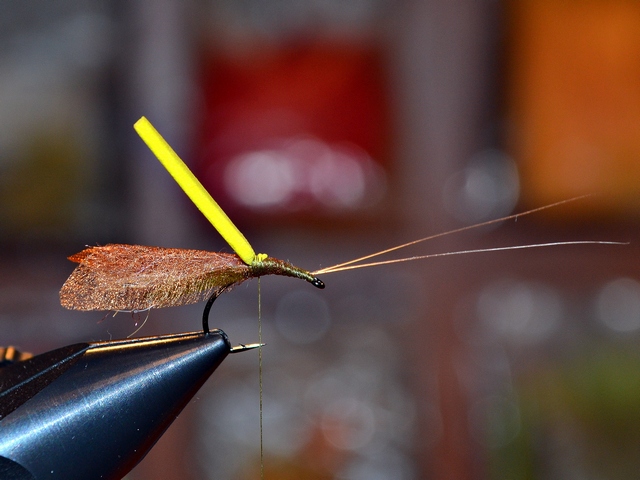 Thick Wing Caddis EB