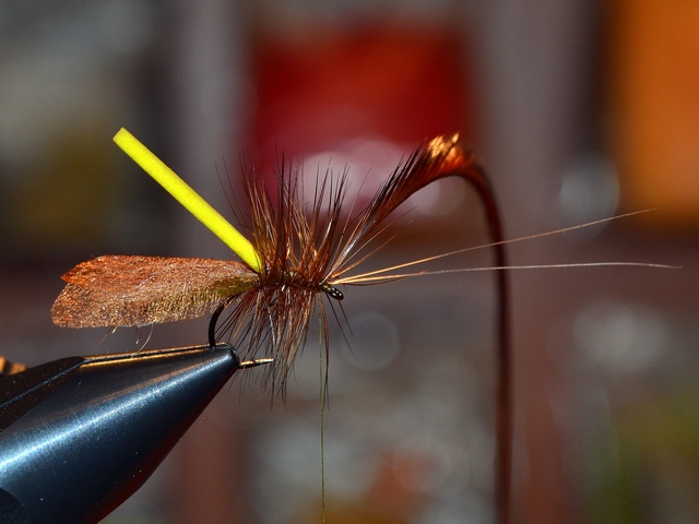 Thick Wing Caddis EB