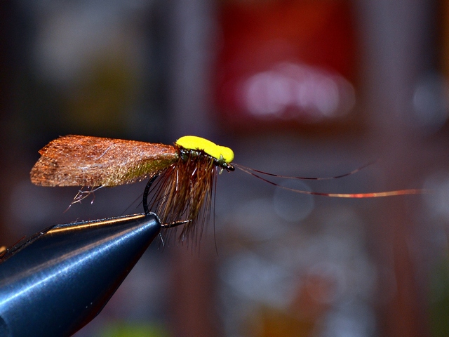 Thick Wing Caddis EB