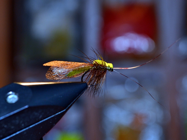 Thick Wing Caddis EB