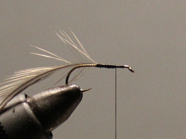 Adult Damsel