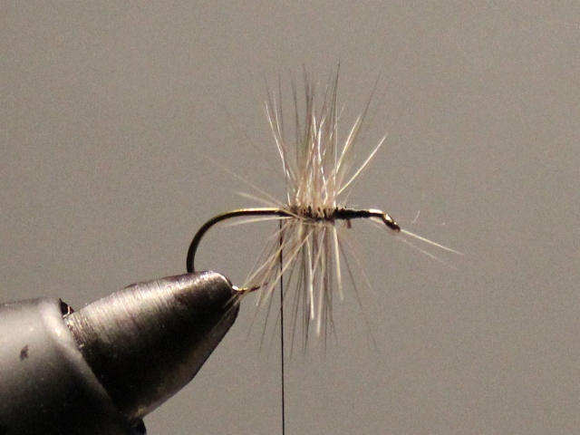 Adult Damsel