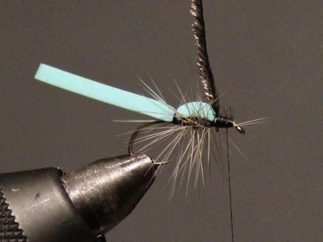 Adult Damsel