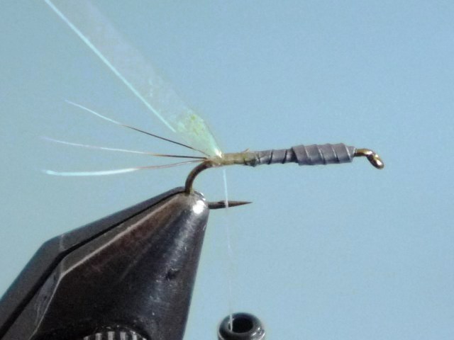 Baetis Nymph (O.Edwards)