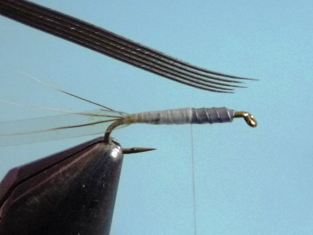 Baetis Nymph (O.Edwards)