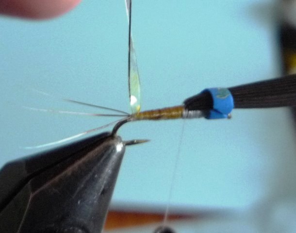 Baetis Nymph (O.Edwards)