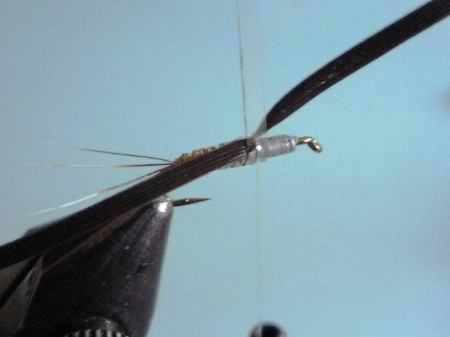 Baetis Nymph (O.Edwards)