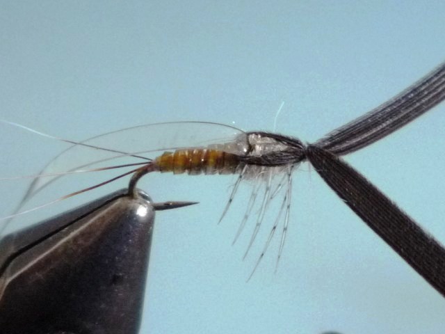 Baetis Nymph (O.Edwards)