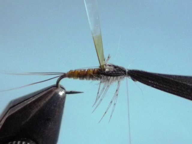 Baetis Nymph (O.Edwards)