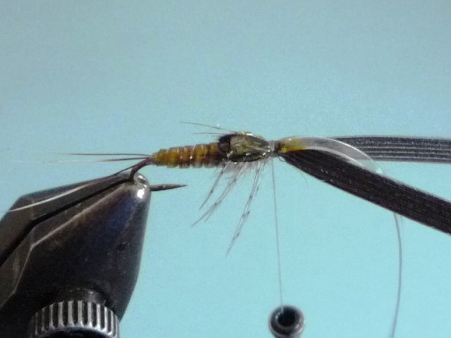 Baetis Nymph (O.Edwards)