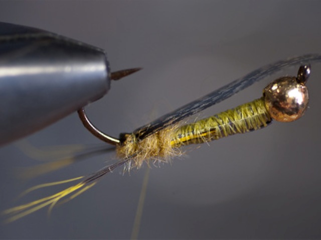 Big StoneFly