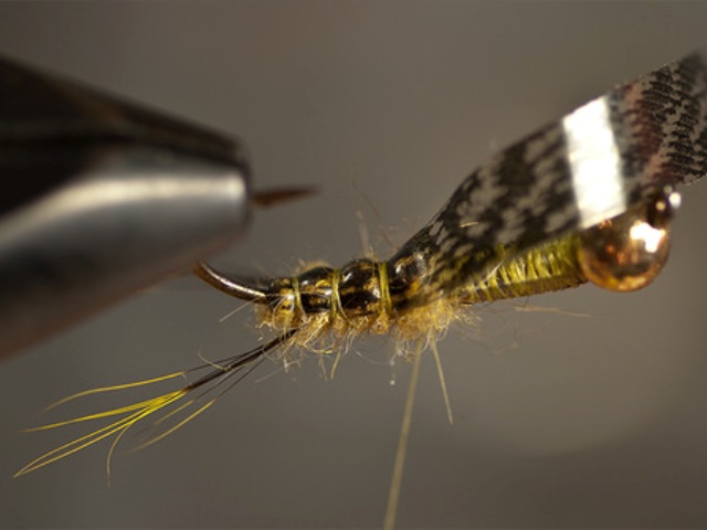 Big StoneFly