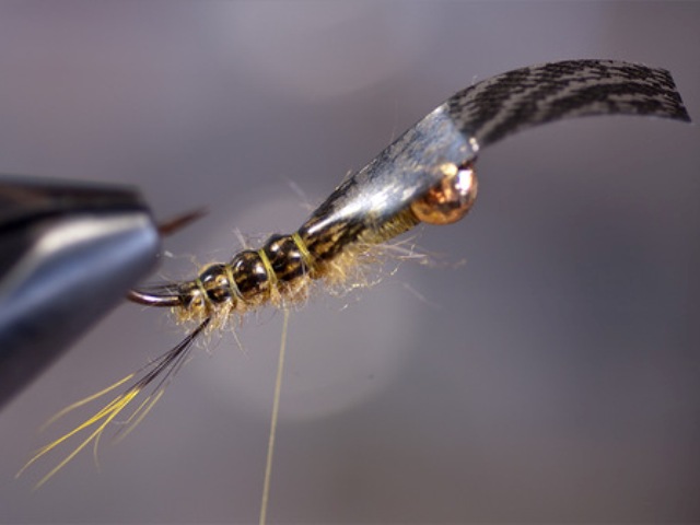 Big StoneFly