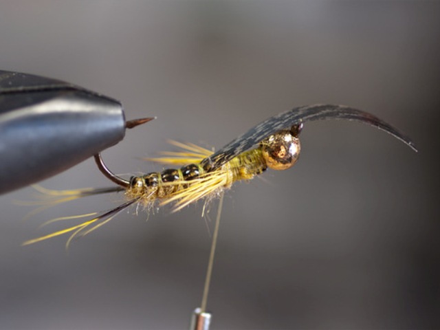 Big StoneFly