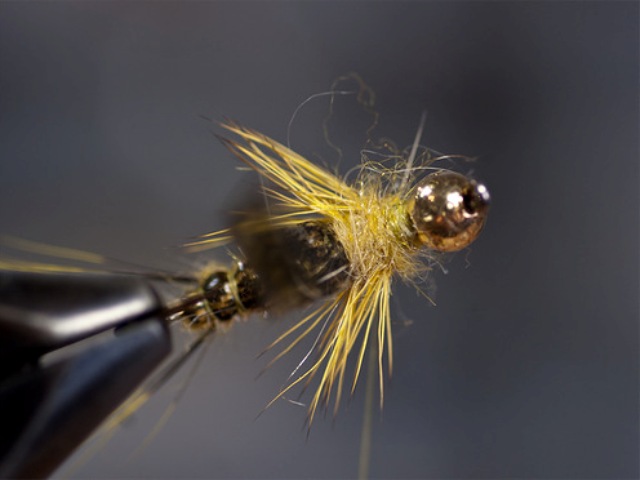 Big StoneFly