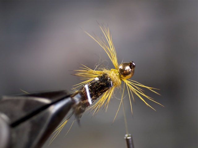 Big StoneFly