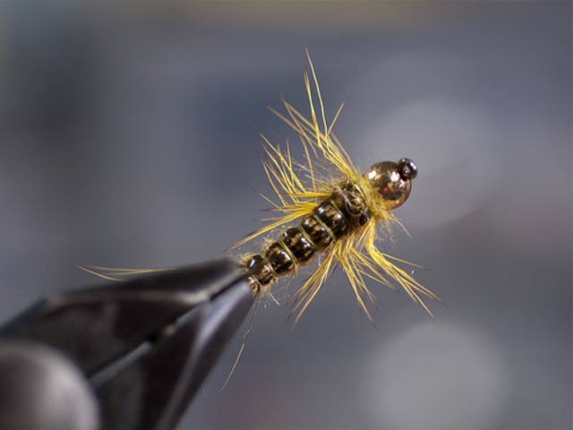 Big StoneFly