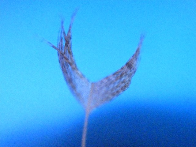 Biot CDC LW Emerger 