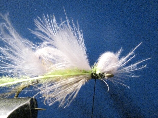 Biot CDC LW Emerger 