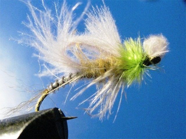 Biot CDC LW Emerger 