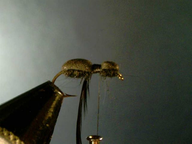 Black Ant (черный муравей)