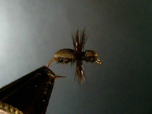 Black Ant (черный муравей)