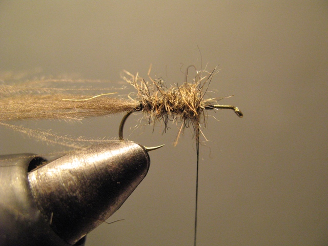 Bubble Sedge