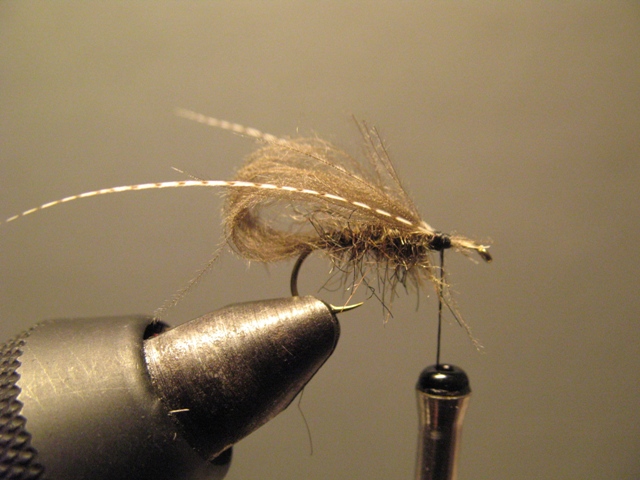 Bubble Sedge