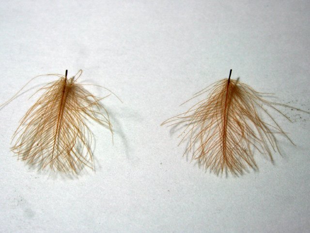 CDC Caddis vr
