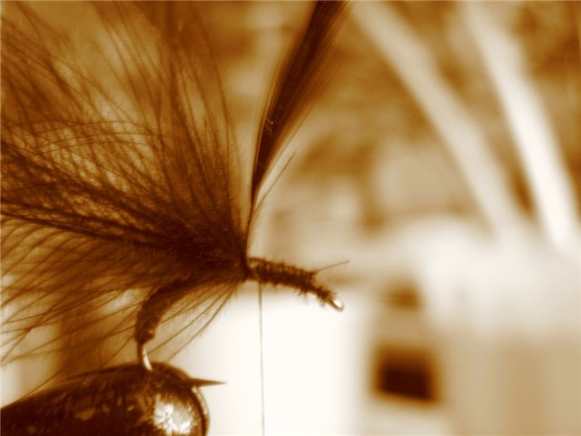 08_cdc_emerger_from_stepanych