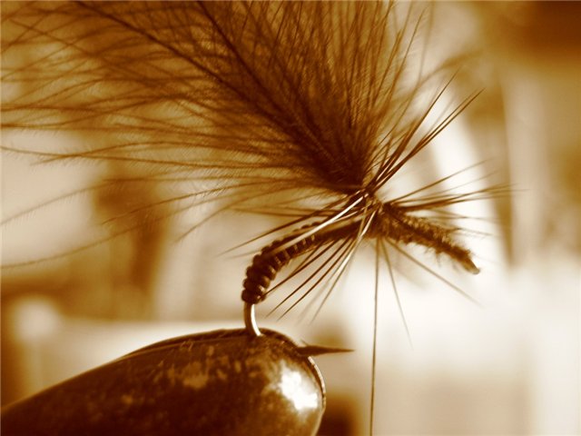 09_cdc_emerger_from_stepanych
