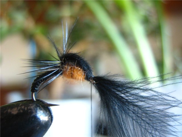 13_cdc_emerger_from_stepanych