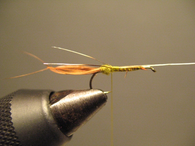 CDC Loop Stillborn Dun Emerger